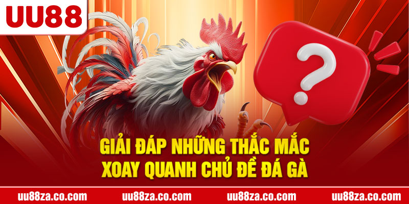 Giải đáp những thắc mắc xoay quanh chủ đề đá gà